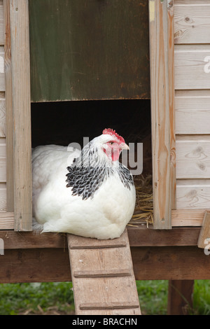 Light Sussex Chicken in henhouse Rare Breed Stock Photo