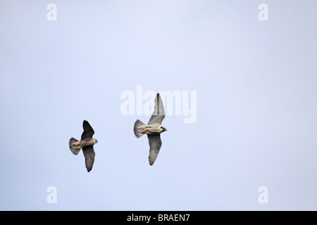 Peregrine Falcon, Falco peregrinus young chasing adult Stock Photo