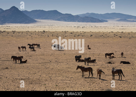 Wild horses, near Aus, Namib Desert, Namibia, Africa Stock Photo