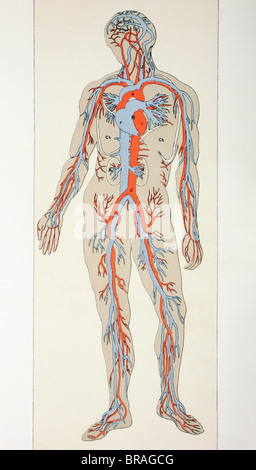 Distribution of blood vessels in the human body. Arteries shown in red, veins in blue. Stock Photo