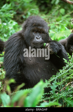 Female Mountain Gorilla (Gorilla g. beringei), Poppy, Virunga Volcanoes, Rwanda, Africa Stock Photo