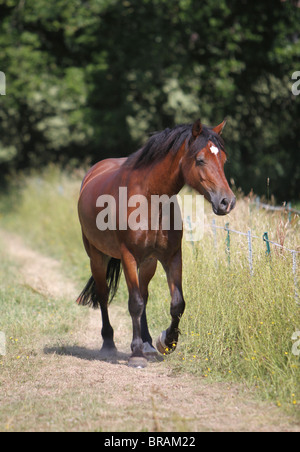 A beautiful bay Welsh Cob walking towards the camera Stock Photo