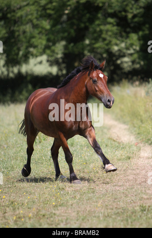 A beautiful bay Welsh Cob cantering in his field Stock Photo