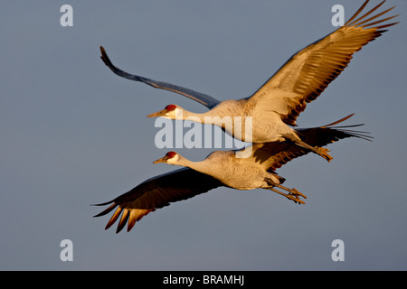 Two Sandhill Cranes in flight in late afternoon light, Bosque Del Apache National Wildlife Refuge, New Mexico, USA Stock Photo