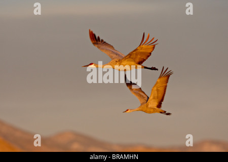 Two Sandhill Cranes in flight in early morning light, Bosque Del Apache National Wildlife Refuge, New Mexico, USA Stock Photo