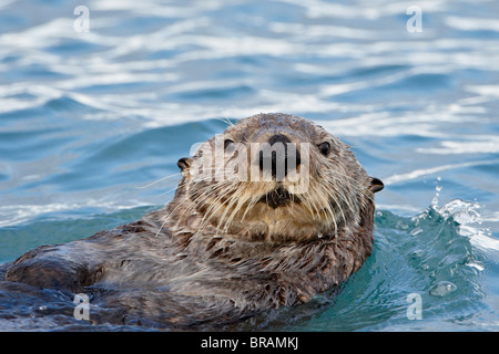 Sea Otter (Enhydra lutris) on its back, Homer, Alaska, United States of America, North America Stock Photo
