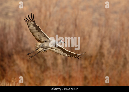 Sandhill Crane (Grus canadensis) just about to land, Bernardo Wildlife Area, Ladd S. Gordon Wildlife Complex, New Mexico, USA Stock Photo