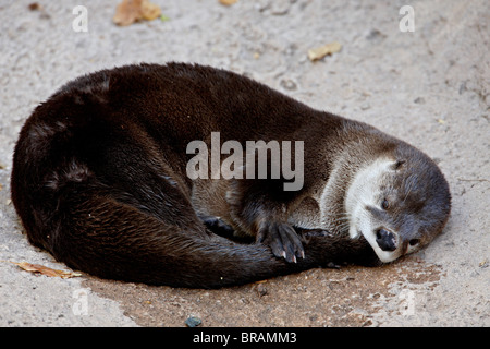 River Otter (Lutra canadensis) in captivity, resting and sucking on its tail, Arizona Sonora Desert Museum, Tucson, Arizona, USA Stock Photo