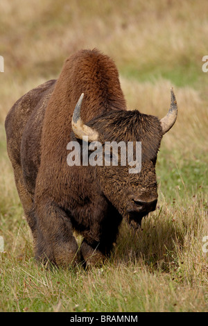 Male Wood Bison (Wood Buffalo) (Bison bison athabascae), Alaska Highway, British Columbia, Canada, North America Stock Photo