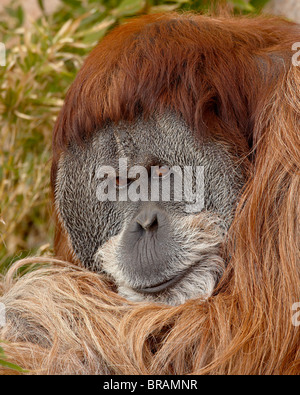 Male Orangutan (Pongo pygmaeus) in captivity, Rio Grande Zoo, Albuquerque Biological Park, Albuquerque, New Mexico, USA Stock Photo