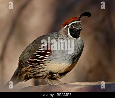 Male Gambel's Quail (Callipepla gambelii) in captivity, Arizona Sonora Desert Museum, Tucson, Arizona, United States of America Stock Photo