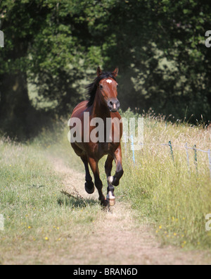 A beautiful bay Welsh Cob cantering in his field Stock Photo