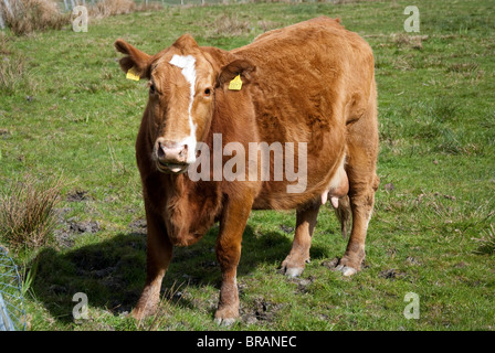 Brown Adult Female Cow Chewing Grass Stock Photo