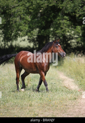 A beautiful bay Welsh Cob walking towards the camera Stock Photo