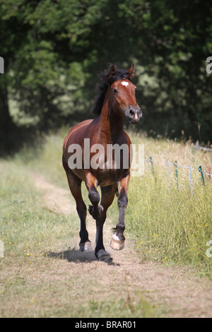 A beautiful bay Welsh Cob cantering in his field Stock Photo