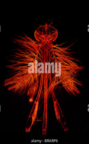 Dark Field Light Micrograph of a male Mosquito (Anopheles sp.), magnification x 65 (if print A4 size: 29.7 cm wide) Stock Photo