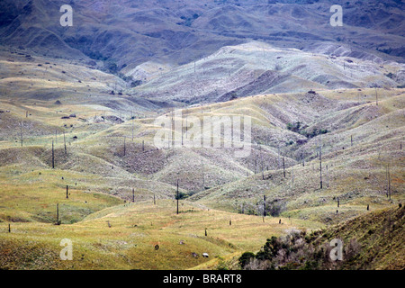 Aerial image of skeleton forest, La Gran Sabana, Canaima National Park, UNESCO, Bolivar State, Venezuela Stock Photo