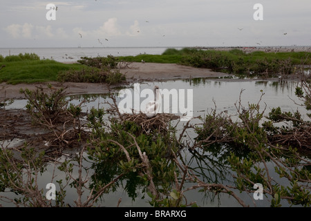 Pelicans on Raccoon Island in the Gulf of Mexico off of the Louisiana coast. Stock Photo