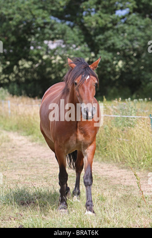 A beautiful bay Welsh Cob walking towards the camera Stock Photo