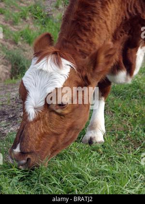 Close up of an Ayrshire cow eating Stock Photo