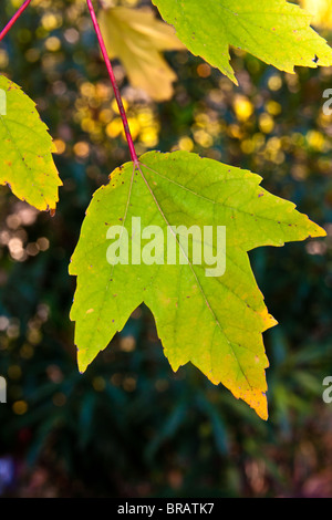 Leaf from a Red Maple (Acer rubrum, also known as Swamp or Soft Maple) tree is beginning to turn yellow in color in autumn. Stock Photo