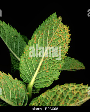 Mint rust (Puccinia menthae) on peppermint plants leaves Stock Photo