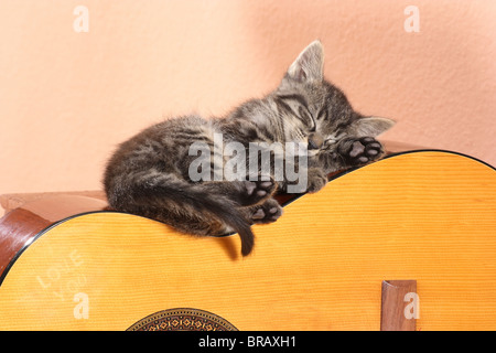 tabby kitten - sleeping on a guitar Stock Photo