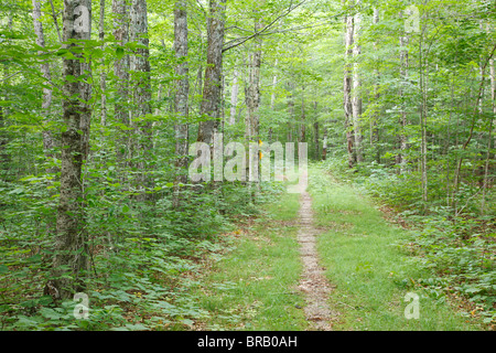 The old Bartlett and Albany Railroad in Bartlett, New Hampshire USA. This was a logging railroad in operation from 1887 - 1894 Stock Photo