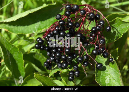 wild ripe natural elder berries sambucus nigra in the uk ireland Stock Photo