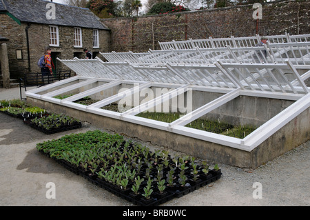 Plants growing in cold frames with the glass covers off  Lost Gardens of Heligan Cornwall England UK Stock Photo
