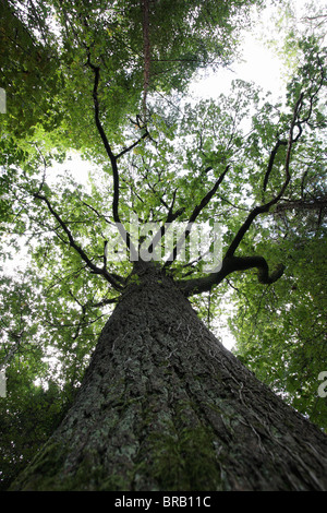 Quercus petraea, the Irish oak tree, national tree of Ireland, in ...