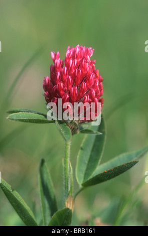 Zig zag clover, Trifolium medium, Grand Paradiso National Park, Italy Stock Photo