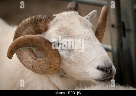 Welsh mountain ram on a farm in mid wales Stock Photo