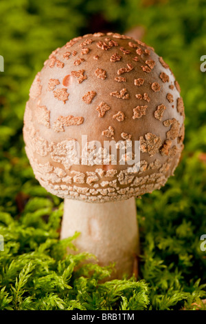 Panther cap mushroom (Amanita pantherina) Stock Photo