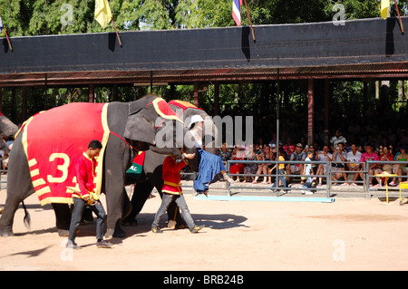 The famous elephant show in Nong Nooch tropical garden, Pattaya, Thailand Stock Photo