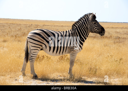 Common zebra Equus burchelli stallion, also known as Burchell's zebra or plains zebra. Stock Photo