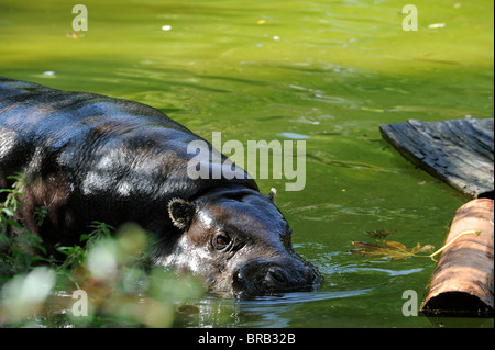 Pygmy hippo in the water at London Zoo Stock Photo