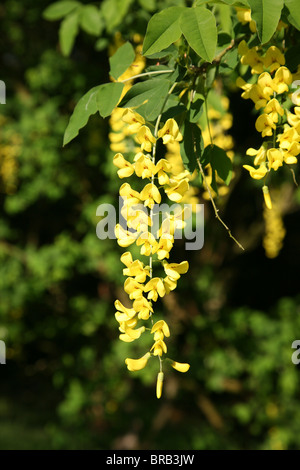 A raceme of a Laburnum anagyroides (common laburnum) yellow flower Stock Photo