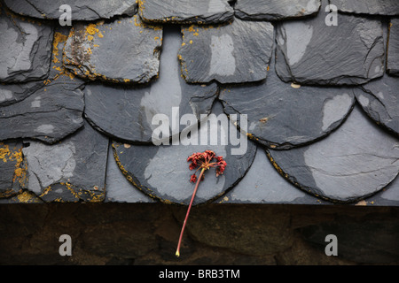 Lone flower bloom on a traditional wet slate roof on a barn in Espot Catalonia Spain Stock Photo