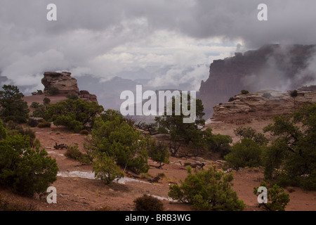 Fog emerging from a vast canyon behind rock formations and juniper trees at Shafer Canyon overlook in Canyonlands National Park Stock Photo