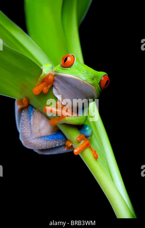 red-eyed tree frog clinging to a plant isolated on black - red-eyed tree frog (Agalychnis callidryas) Stock Photo