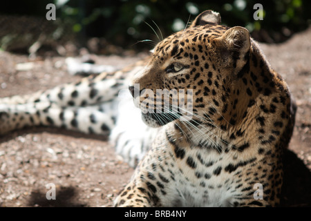 Sri Lankan leopard (Panthera pardus kotiya) Stock Photo