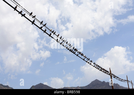 Pigeons on a telegraph line near Armenime in Tenerife Canary Islands Spain Europe Stock Photo