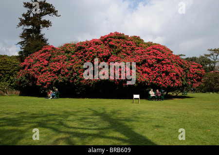 Cornwall Rhododendron Springtime visitors and a giant flowering Rhododendron shrub at the ...