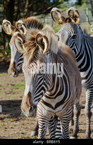 Three Zebras in a small herd facing the camera Stock Photo
