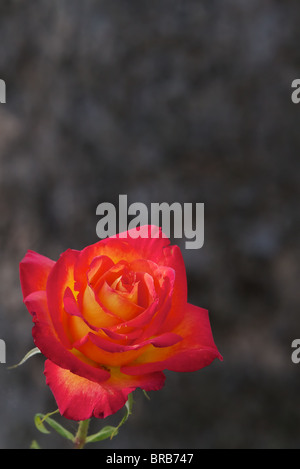 Single yellow red rose against a soft focus dark background Stock Photo