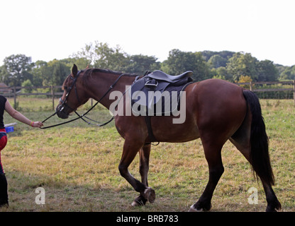 A beautiful bay Welsh Cob being lead around in his saddle and bridle Stock Photo