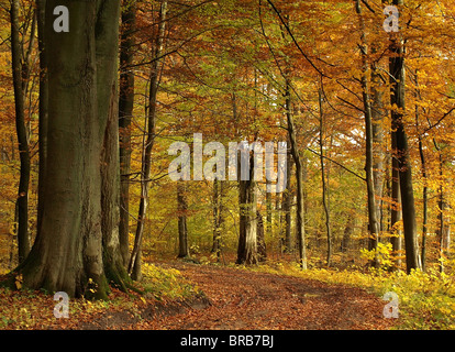 Peaceful forest path covered with fallen brown leaves in autumn. Tall tree trunks in golden fall woodland, serene nature landscape. Stock Photo