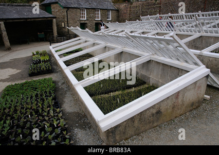 Plants growing in cold frames with the glass covers off  Lost Gardens of Heligan Cornwall England UK Stock Photo