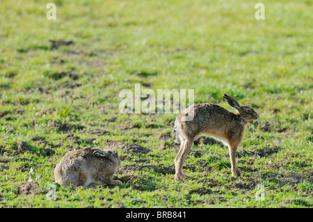European Hare, Lepus europaeus, stretching, North Kent Marshes, Kent, England, may Stock Photo